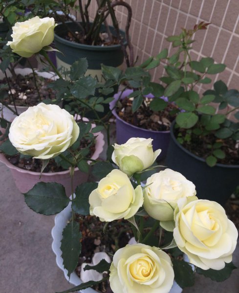 奶油龙沙月季优缺点有哪些