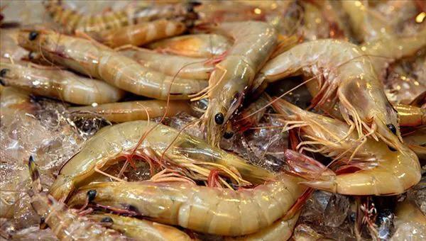 对虾养殖成本与利润怎么算