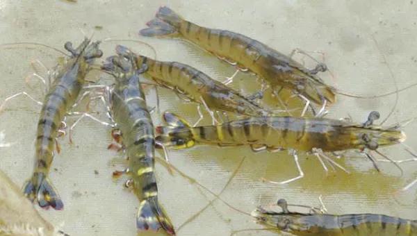 对虾养殖成本与利润怎么算