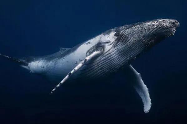 鲸鱼的种类名称和图片介绍