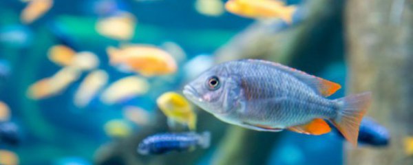 家庭鱼缸怎么隔音好