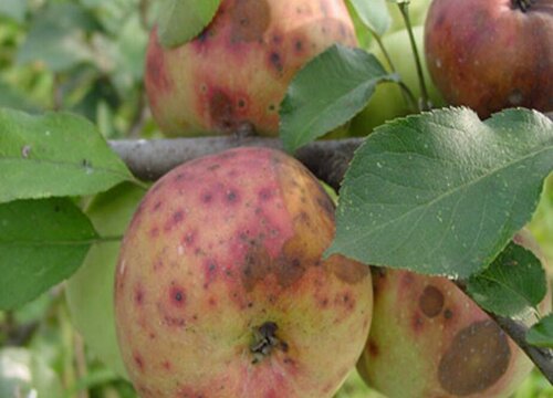 苹果病虫害防治技术与方法措施