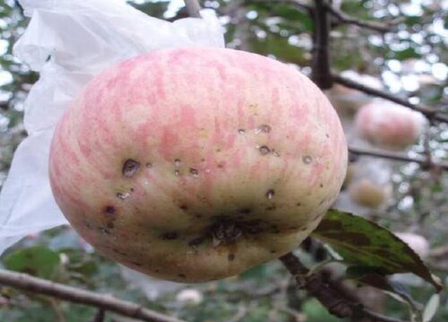 苹果病虫害防治技术与方法措施