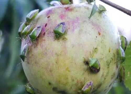 苹果病虫害防治技术与方法措施