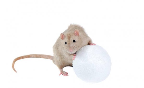 怎么判断家里有没有老鼠