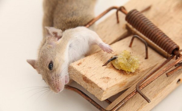 怎么判断家里有没有老鼠