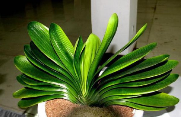 君子兰没根能养活吗