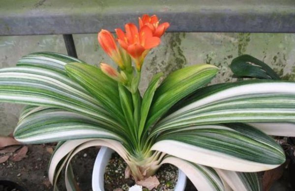 君子兰没根能养活吗