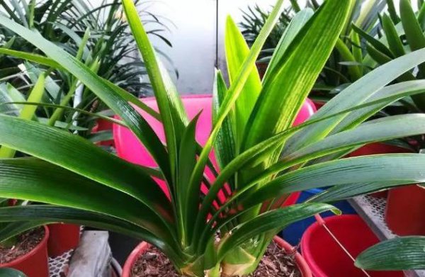 君子兰没根能养活吗