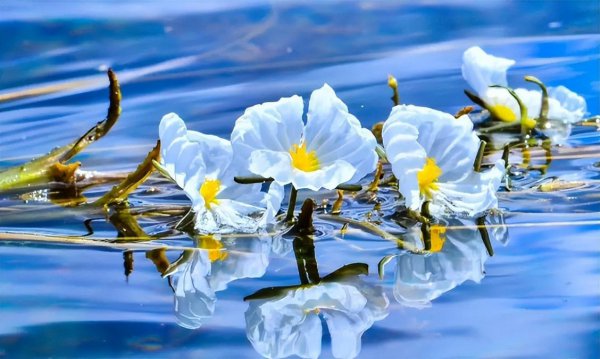 水性杨花是什么花分布在哪里