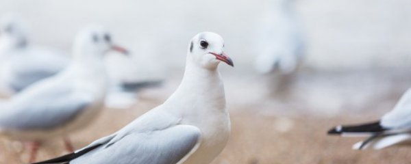 挑选鸽子公母的方法