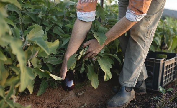水溶肥一般几天见效