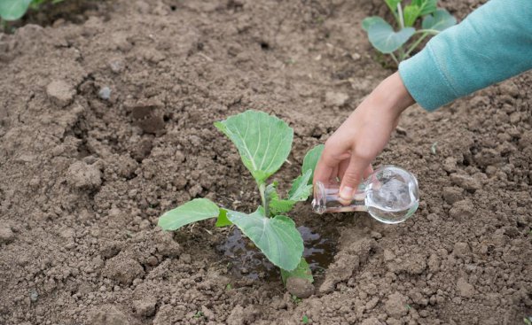 水溶肥一般几天见效
