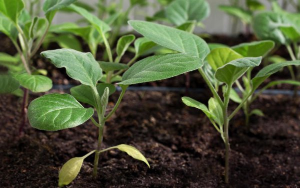 水溶肥一般几天见效