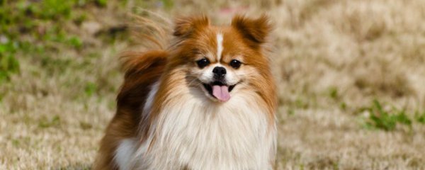 小狗可以喝酸奶吗