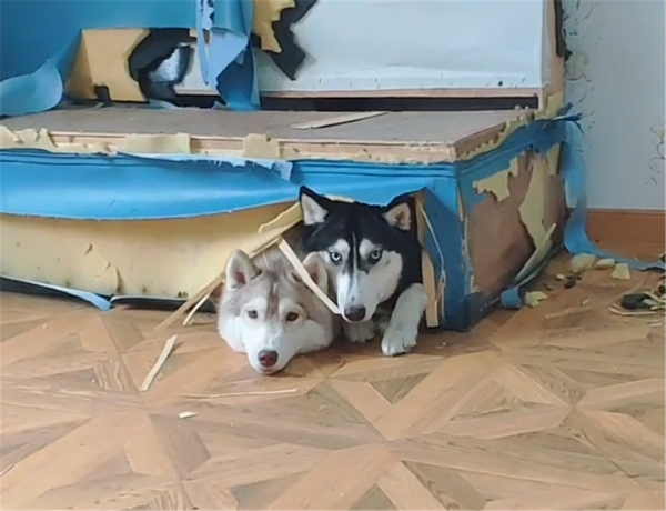 狗像疯了一样满屋乱跑怎么办