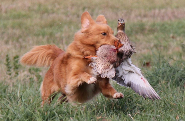 狗像疯了一样满屋乱跑怎么办