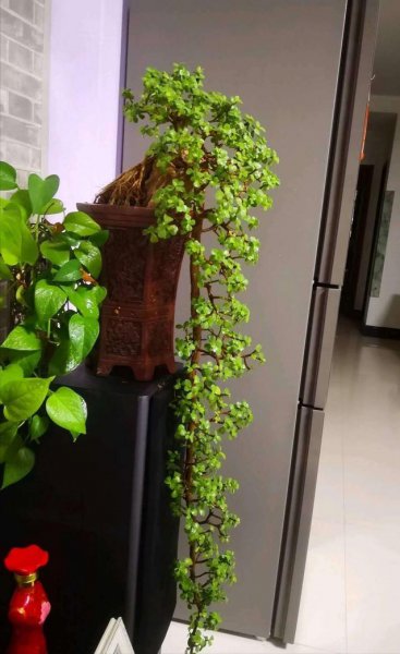 十大客厅风水植物