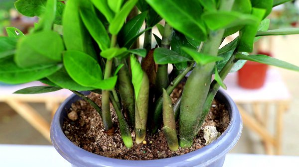 十大客厅风水植物