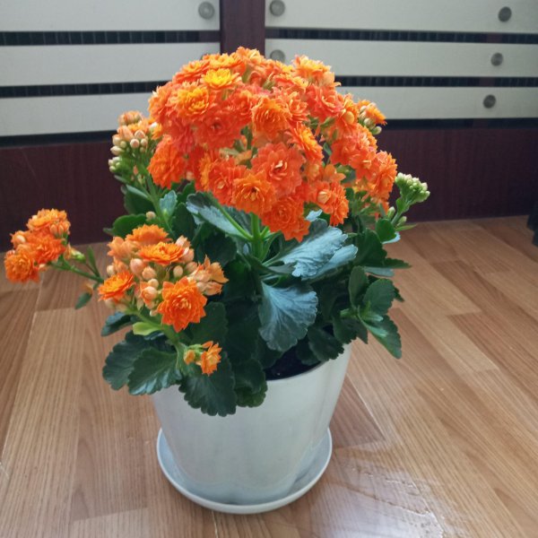 十大客厅风水植物