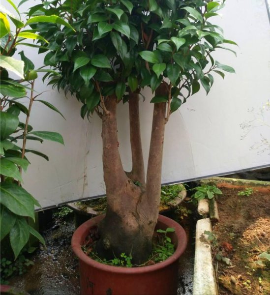 十大客厅风水植物