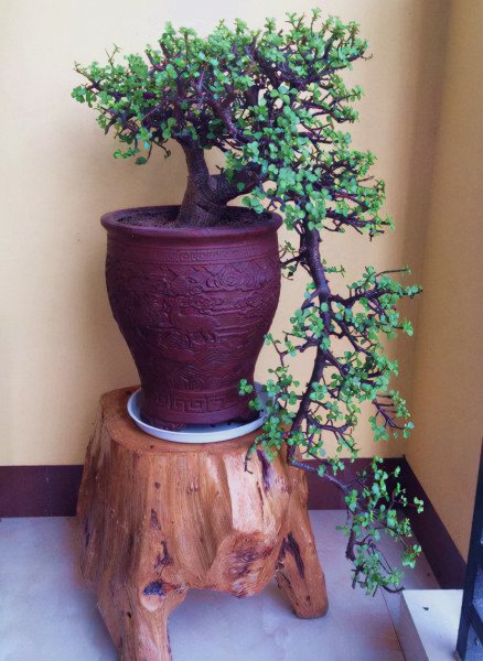 十大客厅风水植物