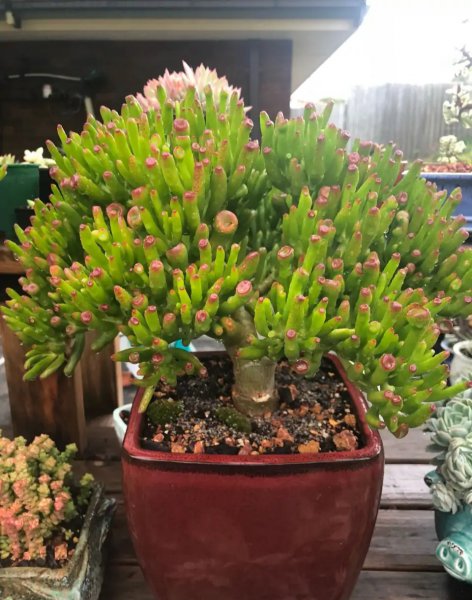 十大客厅风水植物