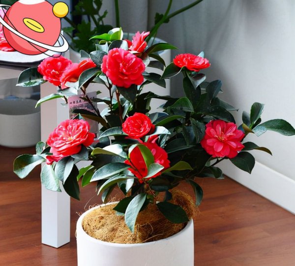 十大客厅风水植物