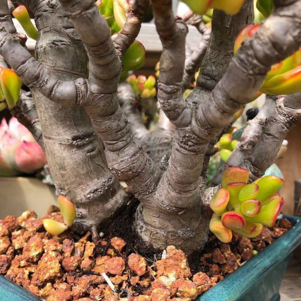 十大客厅风水植物