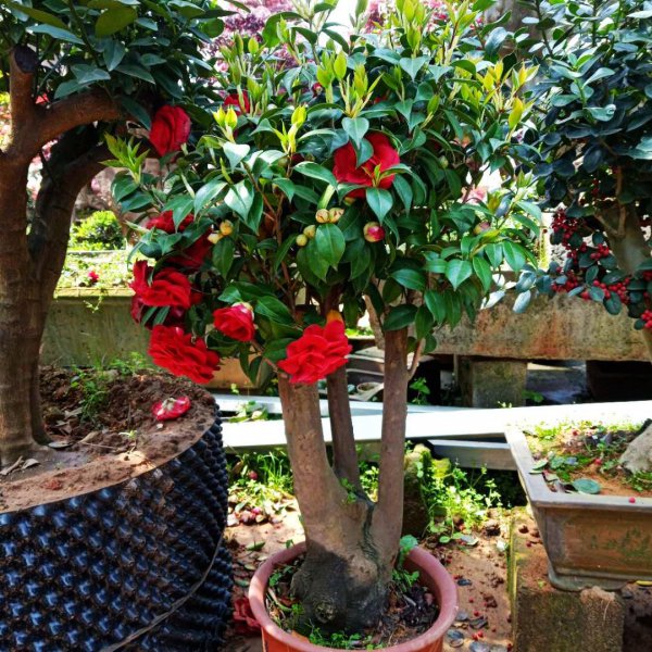 十大客厅风水植物