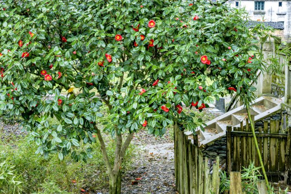 十大客厅风水植物
