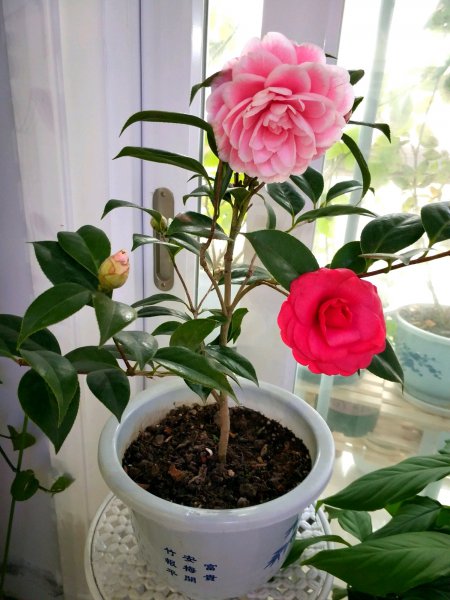 十大客厅风水植物