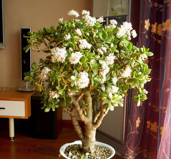 十大客厅风水植物