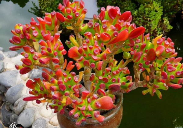 十大客厅风水植物