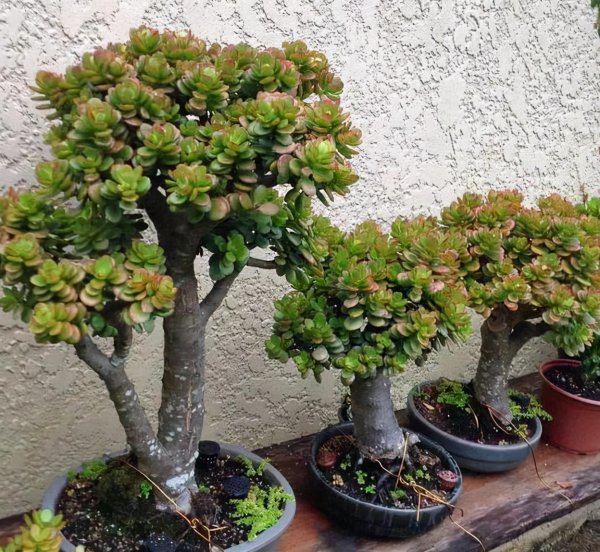 十大客厅风水植物