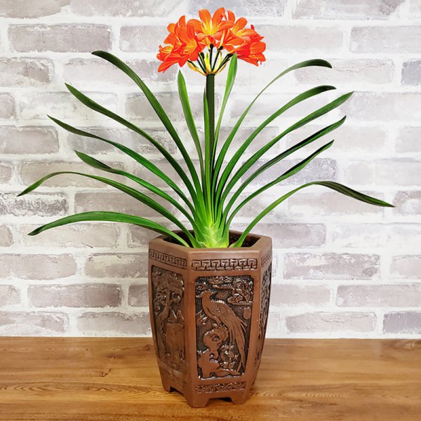 十大客厅风水植物