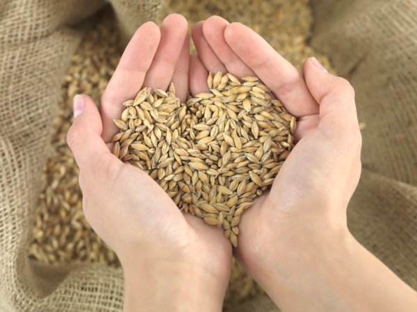 世界小麦产量排名前十