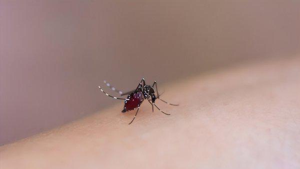 教你三招不惹蚊子咬