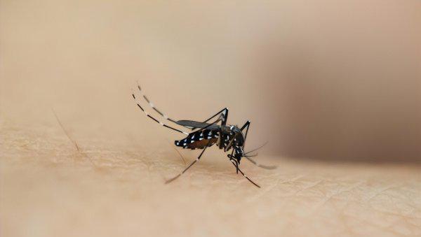 教你三招不惹蚊子咬