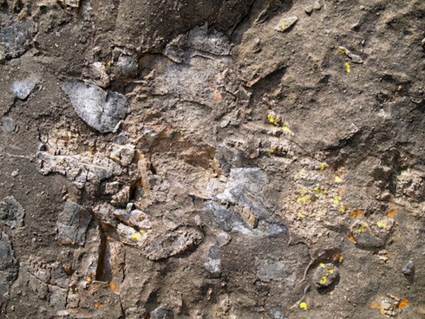 世界上最大的陨石坑在哪儿