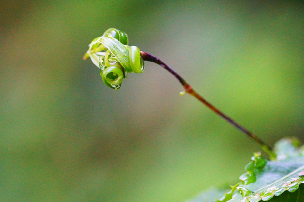 凤仙花长什么样子图片