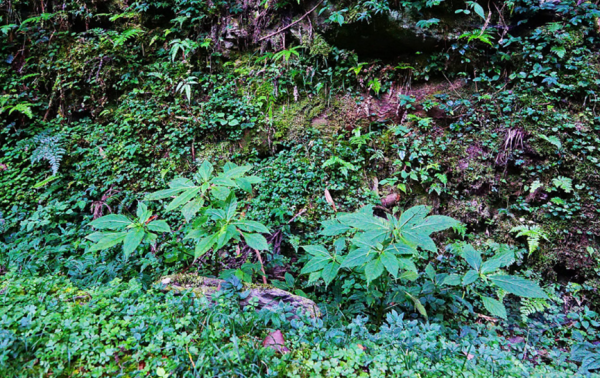 凤仙花长什么样子图片