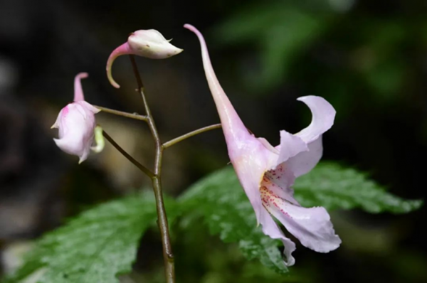 凤仙花长什么样子图片