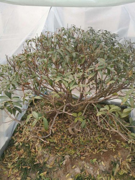 桂花冬天在外面能冻死吗