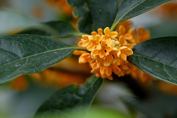 桂花冬天在外面能冻死吗