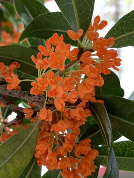 桂花冬天在外面能冻死吗