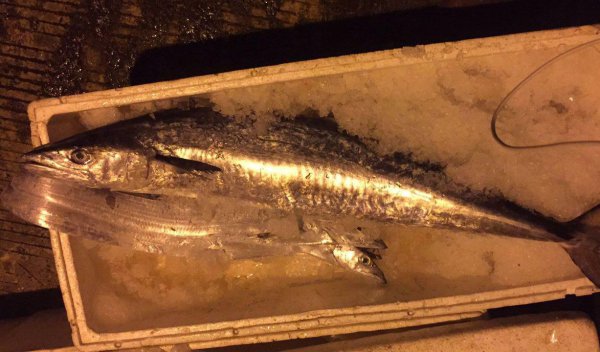 马鲛鱼是鲅鱼吗