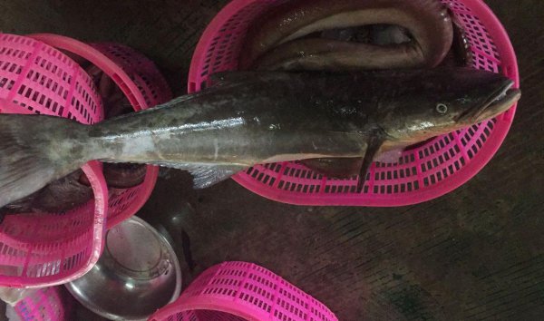 马鲛鱼是鲅鱼吗