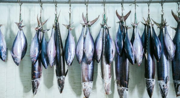 马鲛鱼是鲅鱼吗