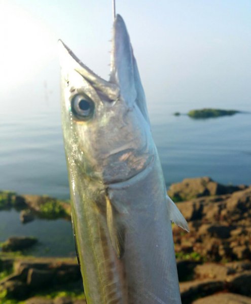 马鲛鱼是鲅鱼吗